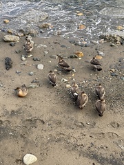 Lophonetta specularioides