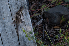 Liolaemus araucaniensis
