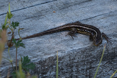 Liolaemus araucaniensis
