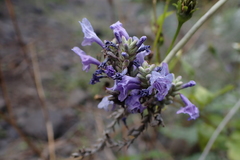 Lavandula buchii image