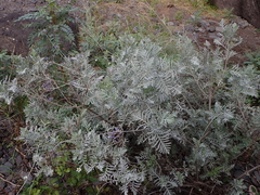 Lavandula buchii image