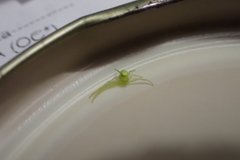 Misumena spinifera