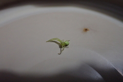Misumena spinifera