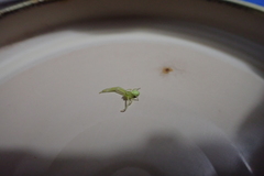 Misumena spinifera