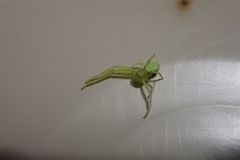 Misumena spinifera
