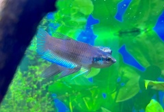 Betta kuehnei