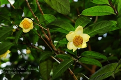 Camellia petelotii