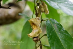 Aristolochia versicolor