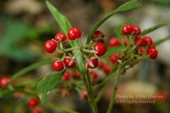 Ardisia villosa