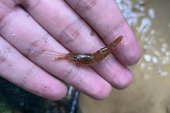 Macrobrachium leucodactylus