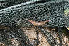 Macrobrachium leucodactylus