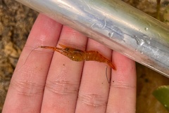 Macrobrachium leucodactylus