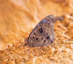 Eunica volumna