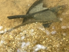 Doryichthys martensii