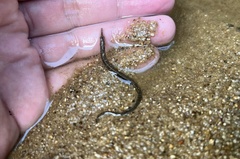 Doryichthys martensii