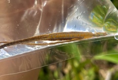 Doryichthys martensii