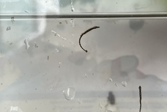 Doryichthys martensii