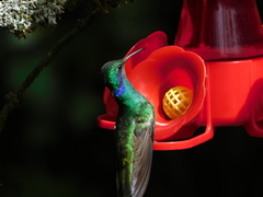 Colibri cyanotus