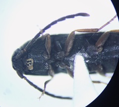 Isarthrus rufipes