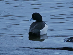 Aythya fuligula