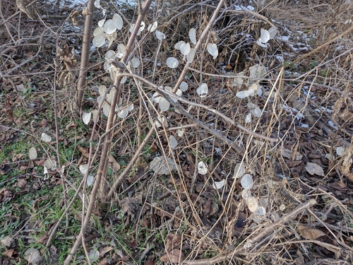 Srebrenka (Lunaria annua)