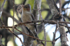 Staphida castaniceps