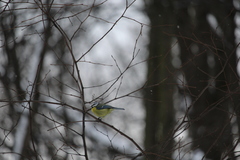 Cyanistes caeruleus