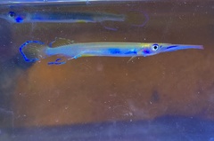 Forest Halfbeak photo 5