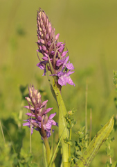 Dactylorhiza praetermissa junialis