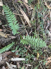 Bolbitis rhizophylla