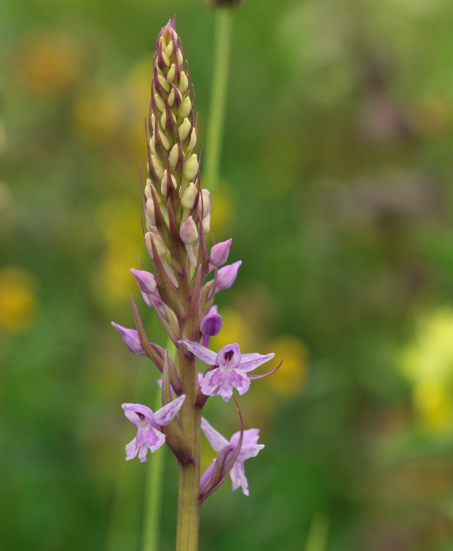 × Dactylodenia st-quintinii