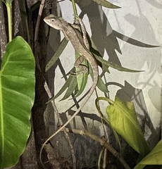 Calotes versicolor