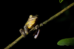 Bokermannohyla circumdata