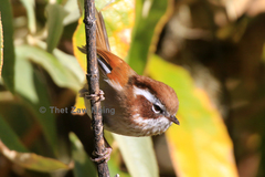 Fulvetta vinipectus