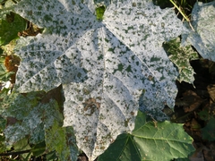 Phyllactinia marissalii