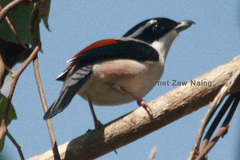 Pteruthius aeralatus validirostris
