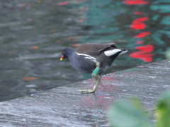 Gallinula chloropus