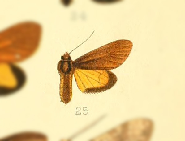 Virbia hypophaea