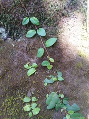 Hydrangea serratifolia