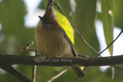 Yuhina bakeri