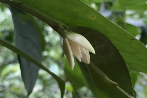 Anaxagorea javanica observed 2022-01-14