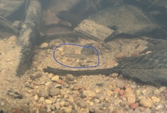 Danio albolineatus