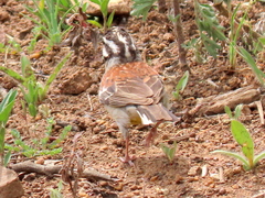 Emberiza flaviventris flaviventris