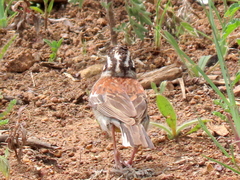 Emberiza flaviventris flaviventris