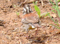 Emberiza flaviventris flaviventris