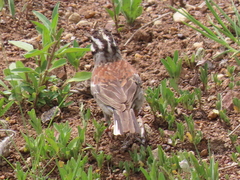 Emberiza flaviventris flaviventris