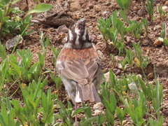 Emberiza flaviventris flaviventris