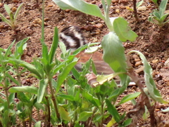 Emberiza flaviventris flaviventris