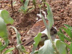 Emberiza flaviventris flaviventris
