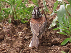 Emberiza flaviventris flaviventris